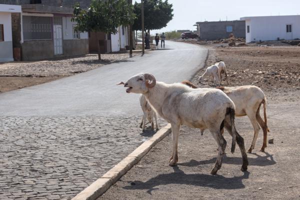 Cape Verde - 2026-01